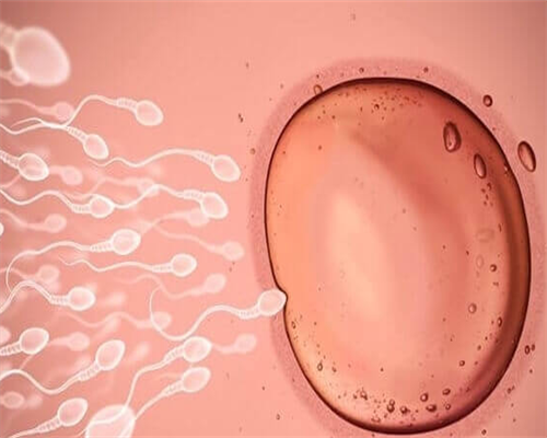 上海试管借卵指定二胎移植费用，上海二代试管借卵指定哪家医院比较好