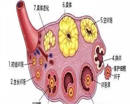 三代代生孩子的价格一般是移植冻胚的吗？三代代生孩子的价格移植冻胚成功率