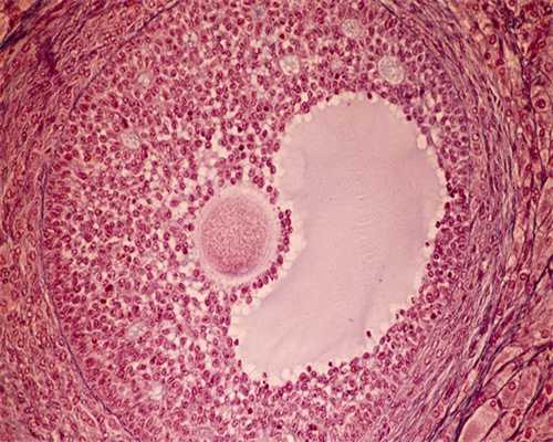 龙婴代孕网_坤和代孕哪个医院好,女人不结婚可不可以人工受孕？