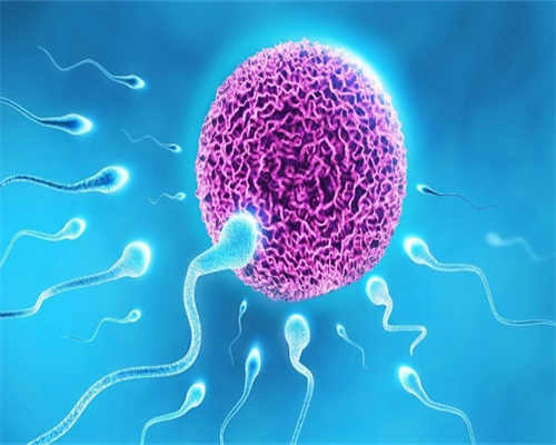 供卵机构包男孩_代生宝宝包男孩,双子宫怀孕几率多大 双子宫怀孕几率